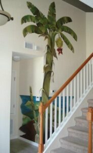 Large bamboo stalk placed indoors near a staircase.
